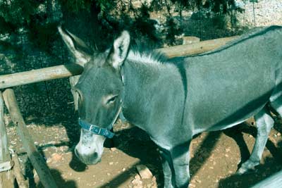 Donkey-In